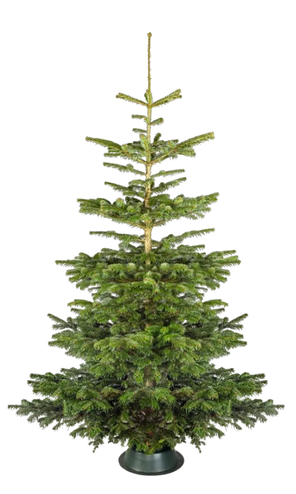 Uitgepakte Nordmann kerstboom